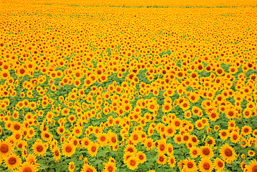 Sunflower Field, Azumino, Nagano