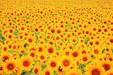 Sunflower Field, Azumino, Nagano