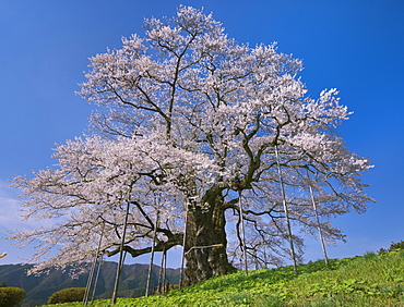 Daigo Cherry Blossoms, Okayama, Japan