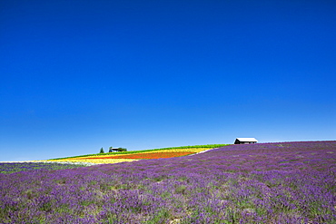 Kanno Farm, Hokkaido, Japan