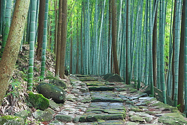 Ishizakaishidatami Road, Oita, Japan