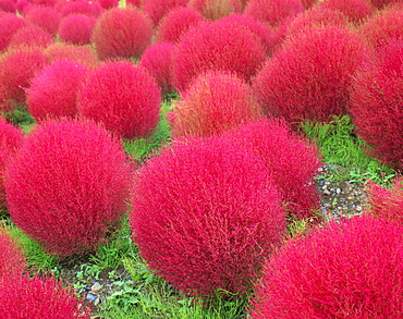 Kochia Scoparia, Ibaragi, Japan