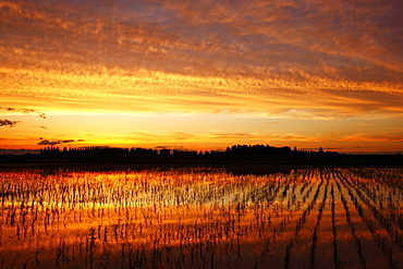 Rice Field And Sunset, Saitama, Japan