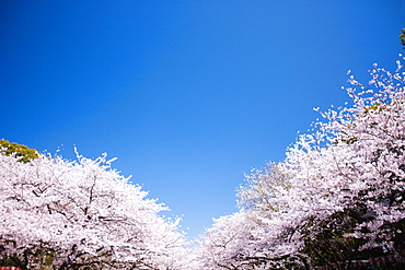 Ueno Park, Tokyo, Japan