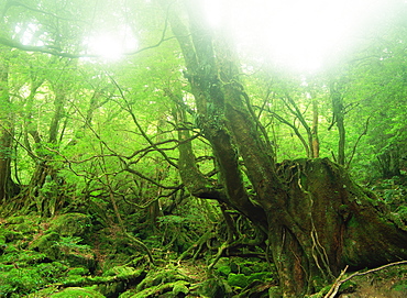 Shirataniunsuikyo, Yakushima, Kagoshima, Japan