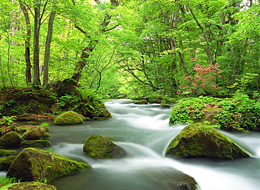 Oirase River, Aomori, Japan