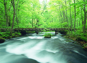 Oirase River, Aomori, Japan