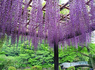 Yakushiike Park, Tokyo, Japan