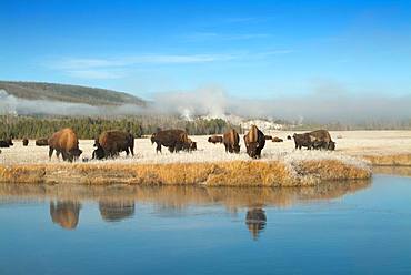 Yellowstone National Park, Utah, USA