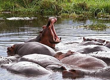 Hippo Pool