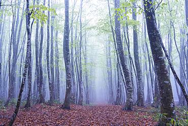 Aomori Prefecture, Japan