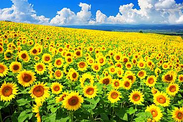 Hokkaido, Japan