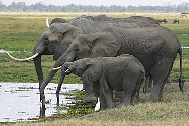 Amboseli National Park, Kenya