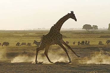 Amboseli National Park, Kenya