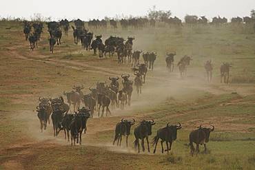 Masai Mara National Reserve, Kenya