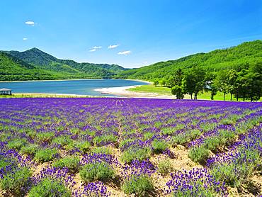 Hokkaido, Japan