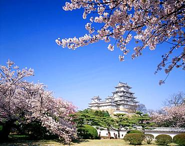 Himeji Castle and Cherry Blossom, Hyogo, Japan