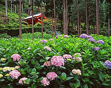 Mimuroto-ji, Kyoto, Japan