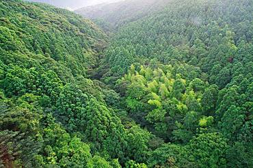 Yakushima, Kagoshima Prefecture