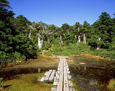 High Wetlands, Yakushima, Kagoshima Prefecture