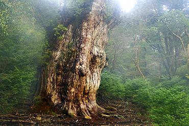 Joumon Cedar Tree, Yakushima, Kagoshima Prefecture