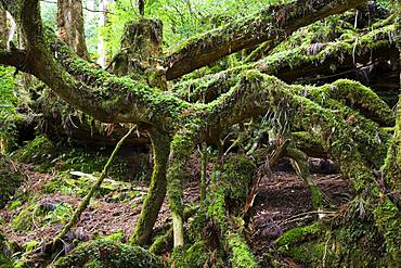 Tachuu Peak Walkway, Yakushima, Kagoshima Prefecture