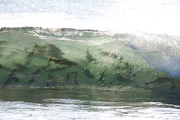 Salmon Jumping in the Waves, Hokkaido, Japan