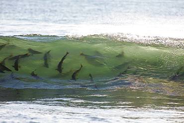 Salmon Jumping in the Waves, Hokkaido, Japan