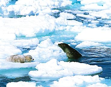 Spotted Seal, Hokkaido, Japan