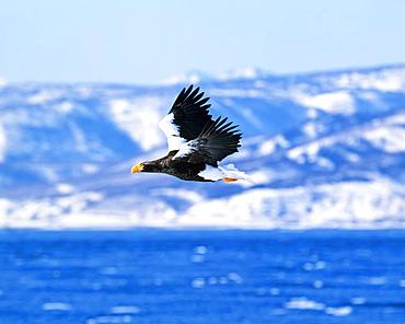 Stellar's sea eagle, Hokkaido, Japan