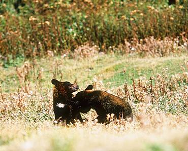 Brown Bear, Hokkaido, Japan