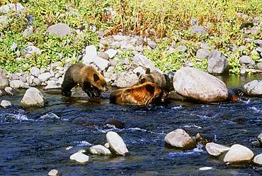 Rushagawa Brown Bear, Hokkaido, Japan