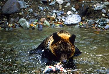 Brown Bear, Hokkaido, Japan