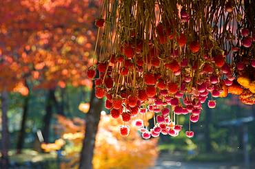 Shirakawa-go, Gifu Prefecture, Japan