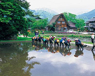 Taue Festival, Shirakawa-go, Gifu Prefecture, Japan