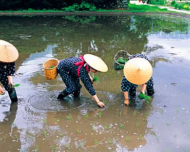 Taue Festival, Shirakawa-go, Gifu Prefecture, Japan