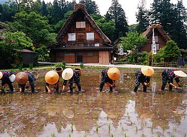 Taue Festival, Shirakawa-go, Gifu Prefecture, Japan