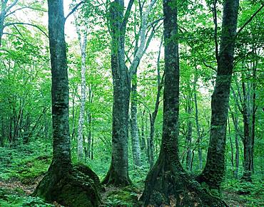 Shirakami-Sanchi, Akita, Japan