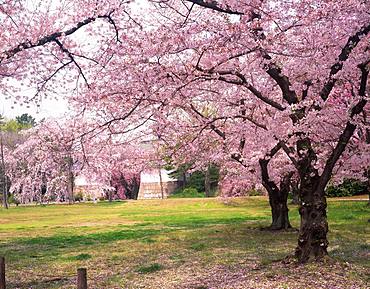 Nijou Castle, Japan, Kyoto, Japan