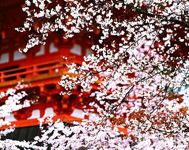 Ninnaji Temple, Kyoto, Japan