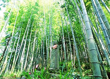 Kumanokodo, Mie, Japan