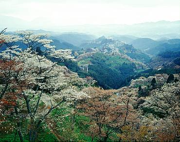 Cherry Blossoms, Mt.Yoshino, Nara, Japan