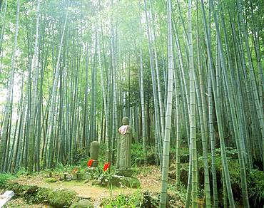 Matsumoto path, Kumanokodo, Mie, Japan