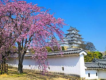 Himeji Castle and Cherry Blossom, Hyogo, Japan