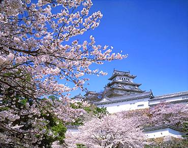 Himeji Castle and Cherry Blossom, Hyogo, Japan