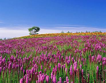 Shikisai No Oka, Hokkaido