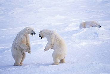 Polar Bear, Canada