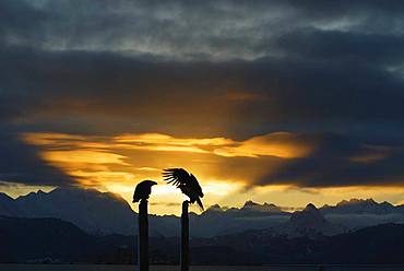 Alaskan Bald Eagle