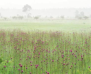 Odashiroga Field, Tochigi Prefecture