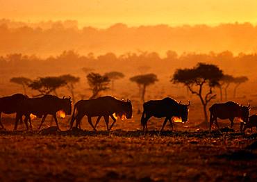 Wildebeest, Gnu, Kenya